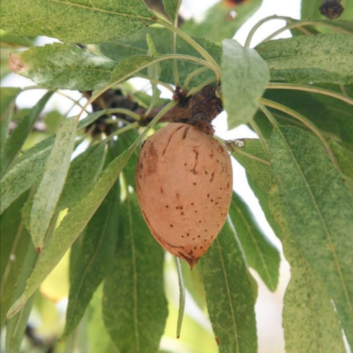 ayudas asociadas de superficie, de frutos secos, arroz y cultivos proteicos