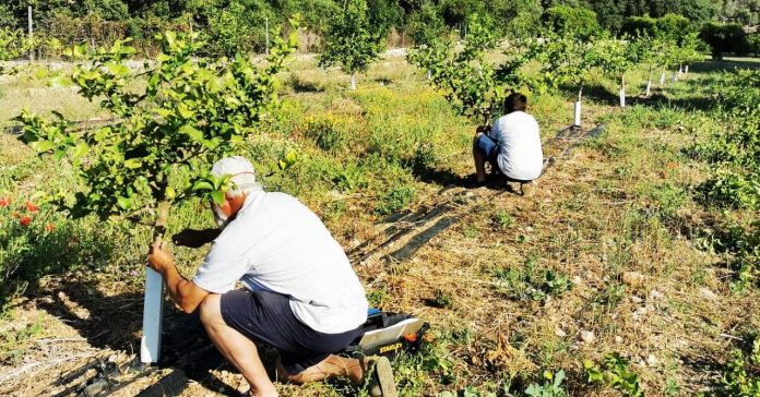 agricultores de Illes Balears