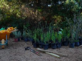 Semana forestal mundial del 17 al 30 de marzo