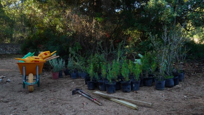 Semana forestal mundial del 17 al 30 de marzo