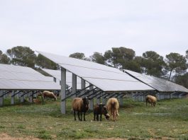 El IBE adjudica la redacción del proyecto agrovoltaico que desarrollará en una finca rústica de Santa Eugènia