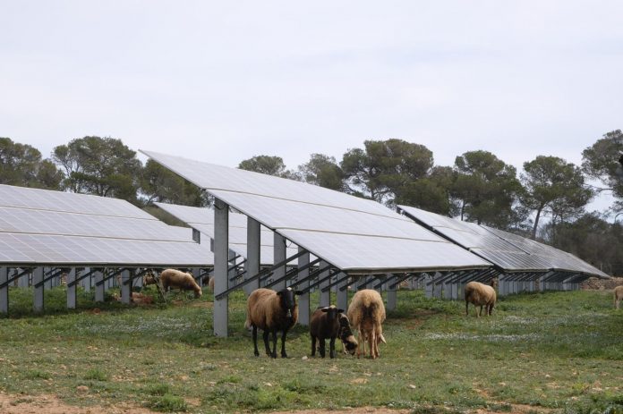 El IBE adjudica la redacción del proyecto agrovoltaico que desarrollará en una finca rústica de Santa Eugènia