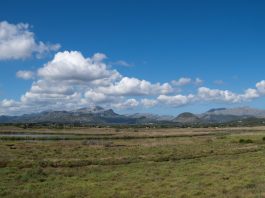 La reserva natural de s'Albufereta cataloga 1.247 especies en el espacio natural protegido