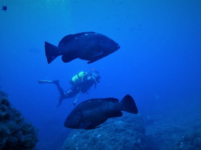 La biomasa media se multiplica por 7 en las aguas profundas interiores y por 3 en las exteriores en la Reserva Marina de Sa Dragonera