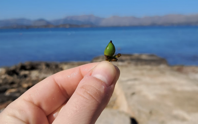 llegada prematura de frutos de posidonia