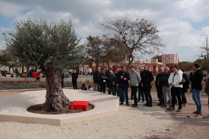 Una oliva simboliza la siembra de 10,000 árboles nuevos en los últimos años