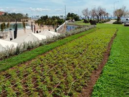 Siembra de 2.404 plantas arbustivas en plazas, calles y escuelas de Palma