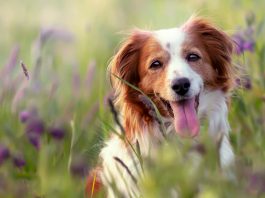 Nueva Zona de Ocio Canino en Las Palmeras