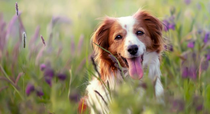 Nueva Zona de Ocio Canino en Las Palmeras