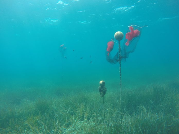 En busca de larvas de nacra para contribuir a la conservación de una especie