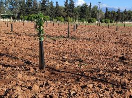 plantación experimental de almendros para evaluar el comportamiento agronómico