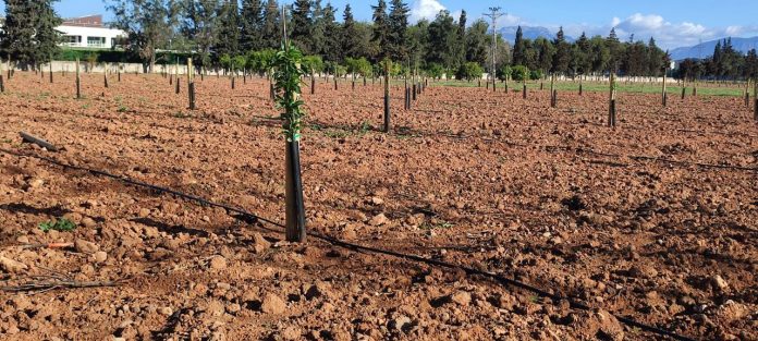 plantación experimental de almendros para evaluar el comportamiento agronómico