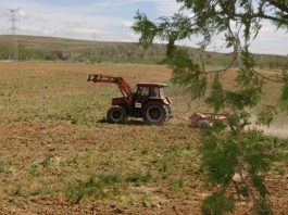 El Gobierno publica la orden de módulos con una rebaja mínima del 25% en el IRPF para 7.700 agricultores y ganaderos de Balears