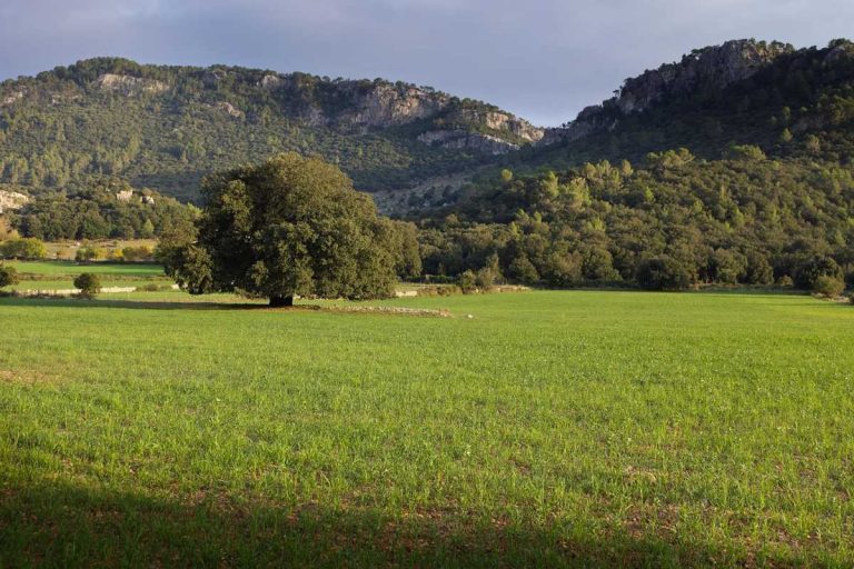 Un millón de euros para la recuperación y el mantenimiento del paisaje cultural de la sierra de Tramuntana