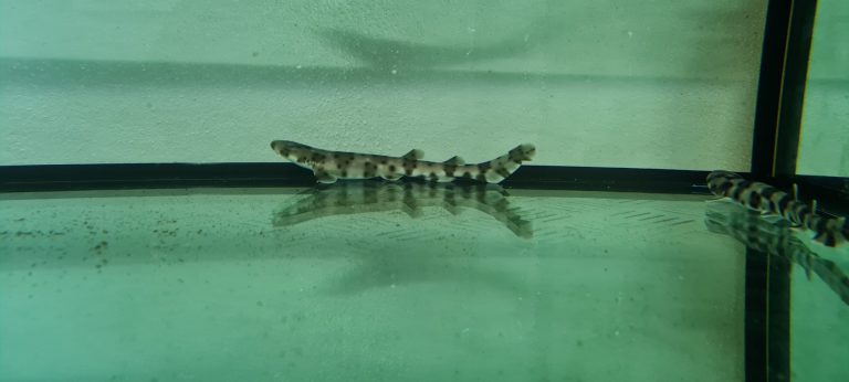 Un alitán del proyecto ‘Pequeños tiburones’ vuelve al mar gracias a la colaboración de un pescador