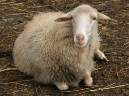 Agricultura autoriza el uso de la lana en las explotaciones de origen para usos agrícolas