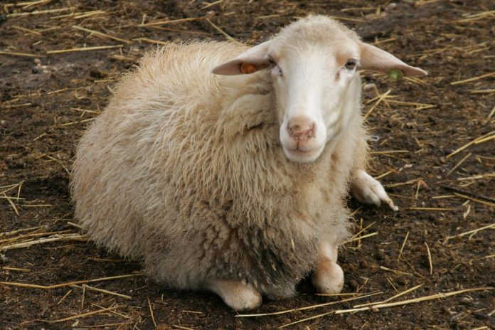 Agricultura autoriza el uso de la lana en las explotaciones de origen para usos agrícolas