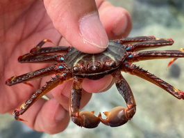 El cangrejo araña, una especie invasora en las Islas Baleares
