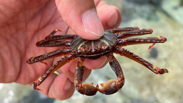 El cangrejo araña, una especie invasora en las Islas Baleares