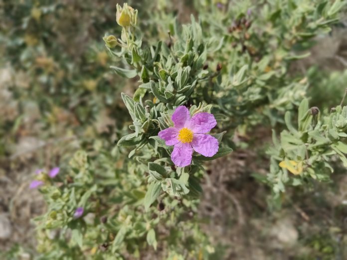 Salidas de campo para conocer la flora de Mallorca