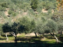 Baleares recibirá 2 millones para distintos programas agrícolas y ganaderos