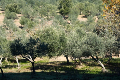 Baleares recibirá 2 millones para distintos programas agrícolas y ganaderos