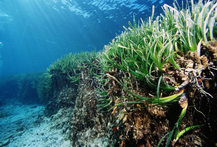 Se añaden 916,13 hectáreas a las ZEPA de Cala Tuent y Cala Carbó