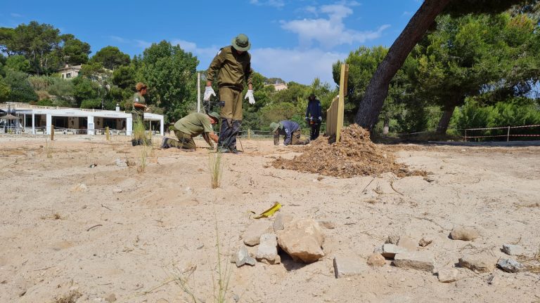 Empiezan los trabajos de recuperación del sistema dunar ocupado por el chiringuito del Parque natural de Mondragó