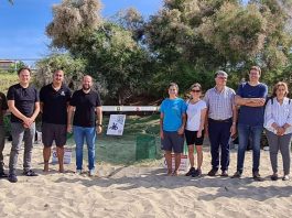 La playa de Can Pere Antoni, escenario de la primera puesta registrada en Mallorca de tortuga marina