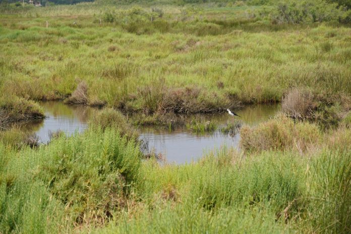 Medio Ambiente recibirá 250.000 euros del Estado para impulsar refugios climáticos para la biodiversidad