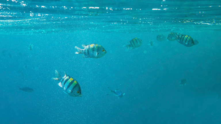 Más de 2.300 investigadores se reúnen en Palma en el congreso internacional ASLO Aquatic Sciences Meeting 2023