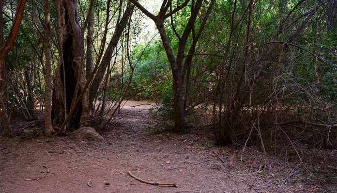 Álvaro Perdices. Caminos de la tarde. Iniciación en el bosque