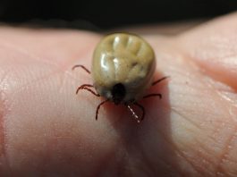 garrapatas uib
