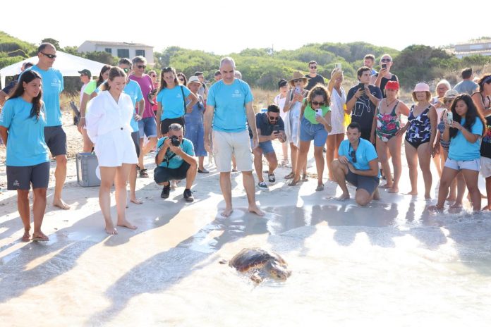 Dos tortugas marinas son liberadas en la playa de ses Covetes después de ser tratadas de varias afecciones