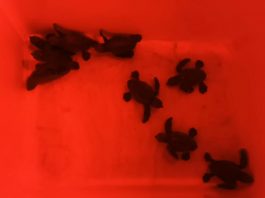 Agricultura, Pesca i Medi Natural informa sobre el nacimiento de las tortugas marinas del primer nido registrado en Mallorca
