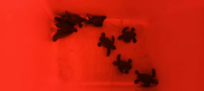 Agricultura, Pesca i Medi Natural informa sobre el nacimiento de las tortugas marinas del primer nido registrado en Mallorca