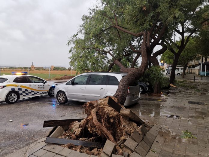 Los servicios municipales contabilizan 331 incidencias relacionadas con los temporales de viento