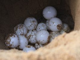 Nacen las 12 primeras tortugas en la playa de Can Pere Antoni
