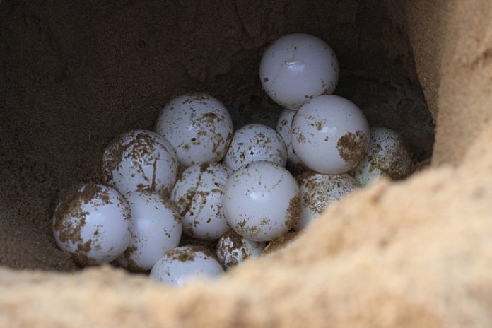 Nacen las 12 primeras tortugas en la playa de Can Pere Antoni