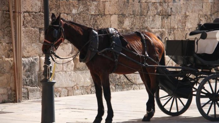 Cort ordena la inmovilización de una galera y dos caballos por no estar asegurada la protección del bienestar de los animales