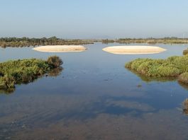 https://www.palmesana.com/noticia/dos-nuevas-isletas-de-cria-de-aves-acuaticas-en-el-parc-natural-de-salbufera-de-mallorca/