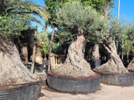 segundo periodo permitido para la entrada de árboles ornamentales en las Islas Baleares