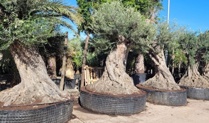 segundo periodo permitido para la entrada de árboles ornamentales en las Islas Baleares