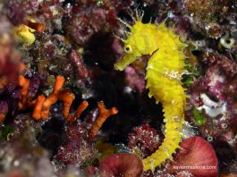 edita el Quadern de Natura núm. 35 «DAPERA. Dades de peixos rars de les Illes Balears»