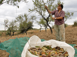 Productores Mallorquines de Frutos Secos celebra una jornada técnica sobre la almendra para impulsar su producción