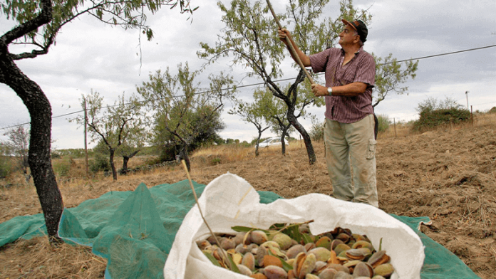 Productores Mallorquines de Frutos Secos celebra una jornada técnica sobre la almendra para impulsar su producción