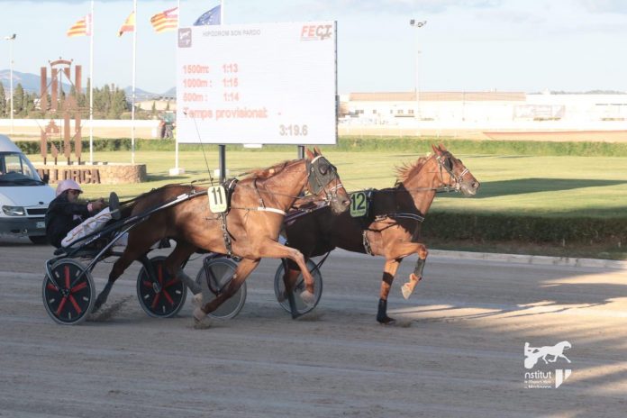 Espoir De Toues, flamante ganador del Grand Prix Des Baleares 2023