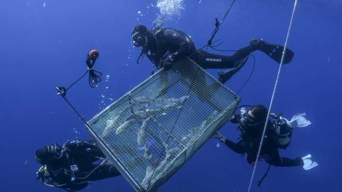 liberación en la reserva marina de la isla del Toro de 16 alitanes nacidos en cautividad del proyecto 'Petits Taurons-Acció Stellaris'