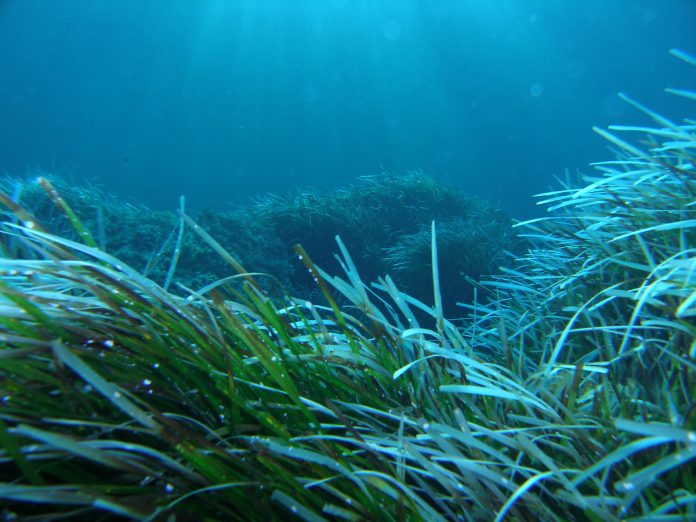 La restauración de los ecosistemas azules centra las jornadas de la Cátedra de la Mar Iberostar-UIB