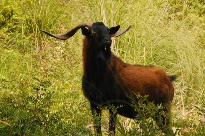 Conteo de la población de cabras de Mallorca